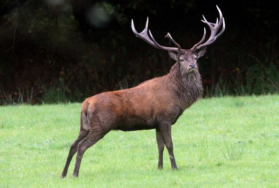 Image: 'Emperor of Exmoor'